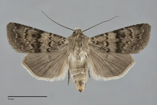Euxoa comosa