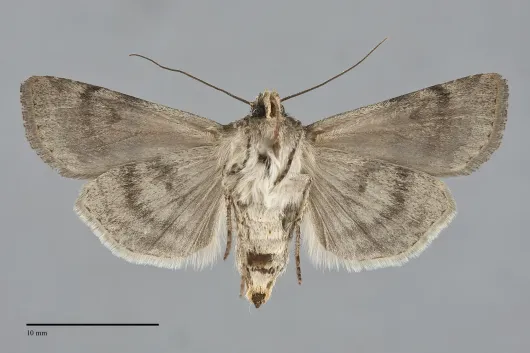 Euxoa comosa