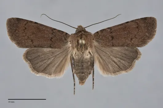 Euxoa comosa