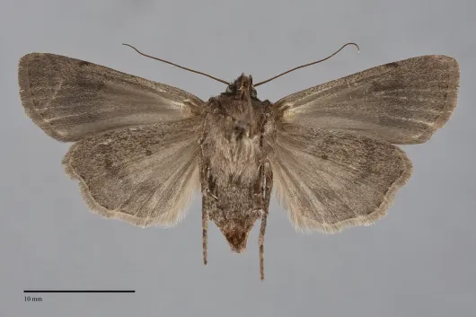 Euxoa comosa