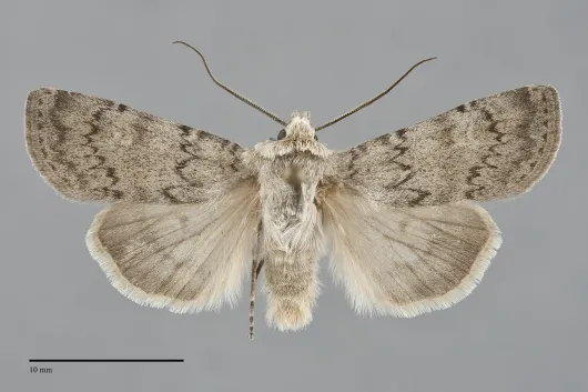 Euxoa comosa