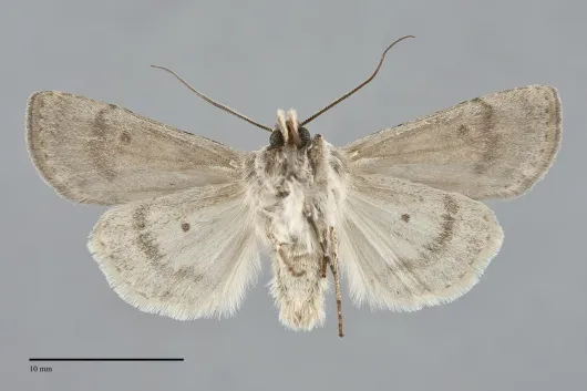 Euxoa comosa