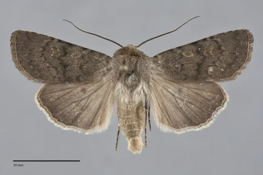 Euxoa comosa