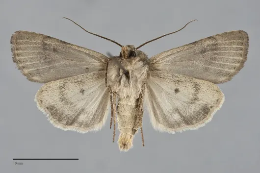 Euxoa comosa