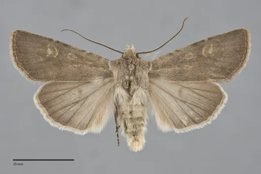 Euxoa comosa