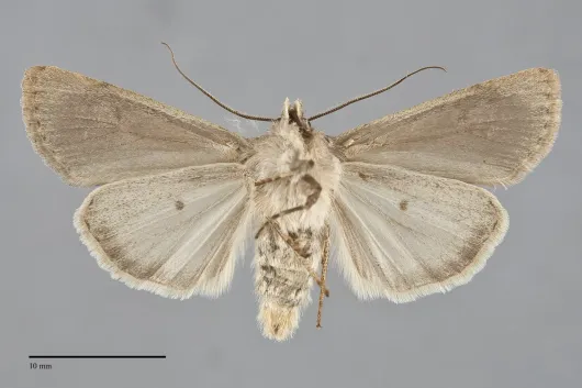 Euxoa comosa