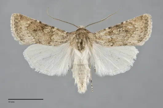 Euxoa cona