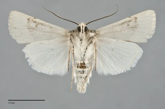 Euxoa cona