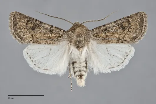 Euxoa cona