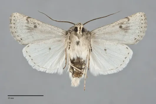 Euxoa cona