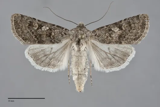 Euxoa cona