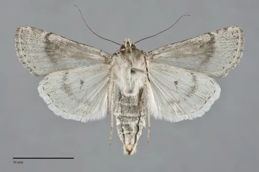 Euxoa cona