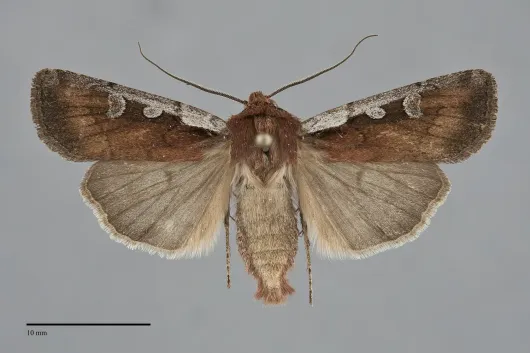 Euxoa costata