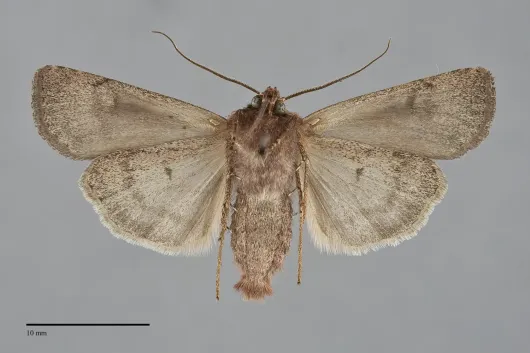 Euxoa costata
