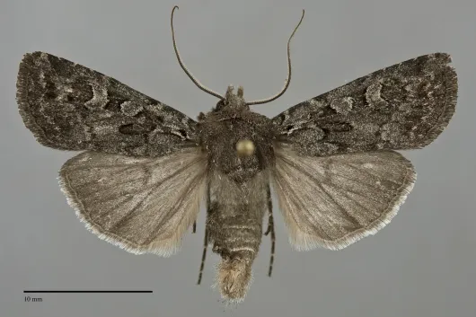 Euxoa cryptica
