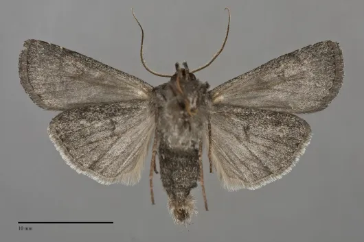 Euxoa cryptica
