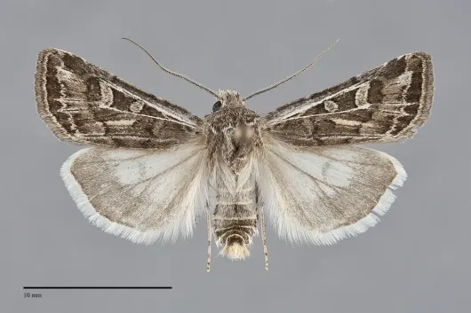 Euxoa dargo