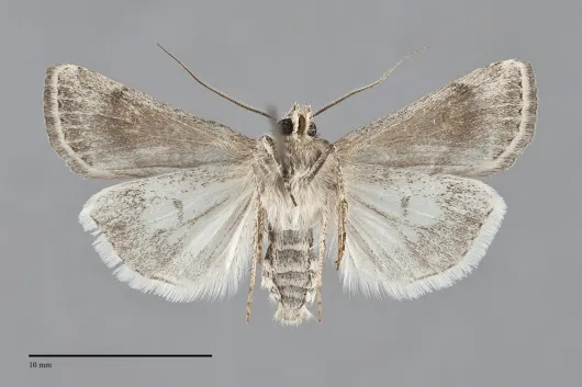 Euxoa dargo