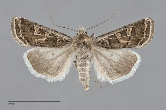 Euxoa dargo