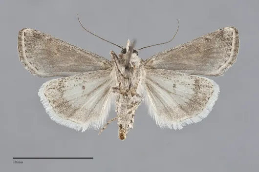 Euxoa dargo