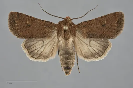 Euxoa difformis