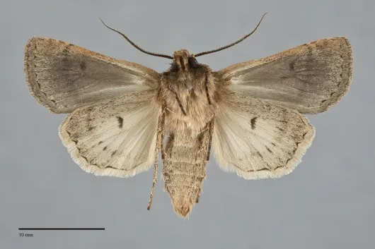 Euxoa difformis