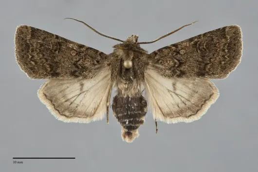 Euxoa difformis