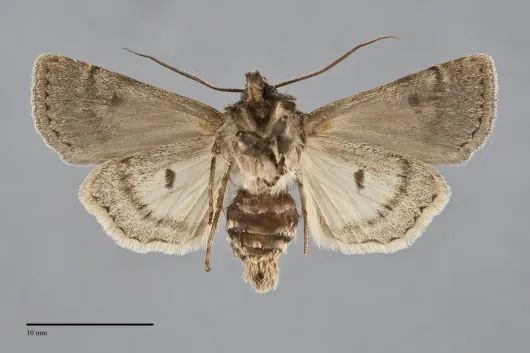 Euxoa difformis