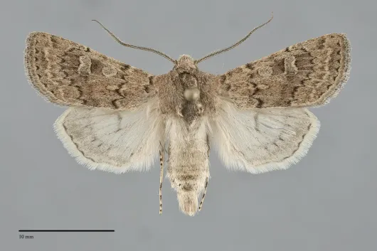 Euxoa difformis