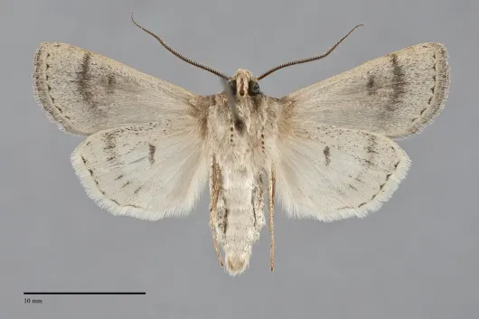 Euxoa difformis