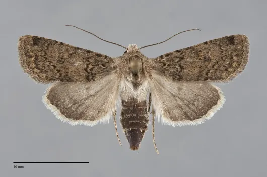 Euxoa difformis