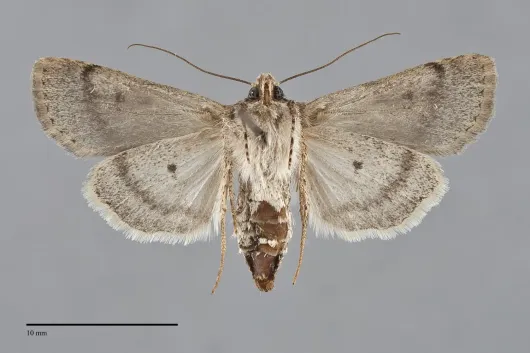 Euxoa difformis