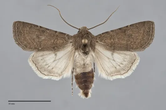 Euxoa difformis