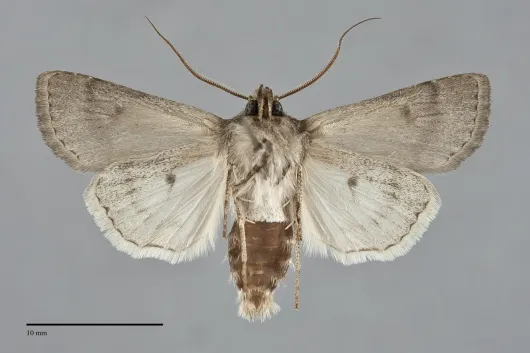 Euxoa difformis