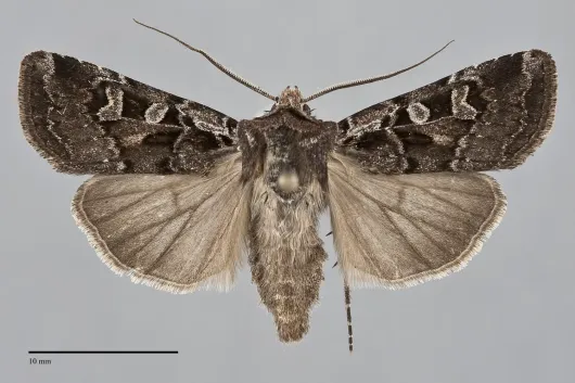 Euxoa divergens