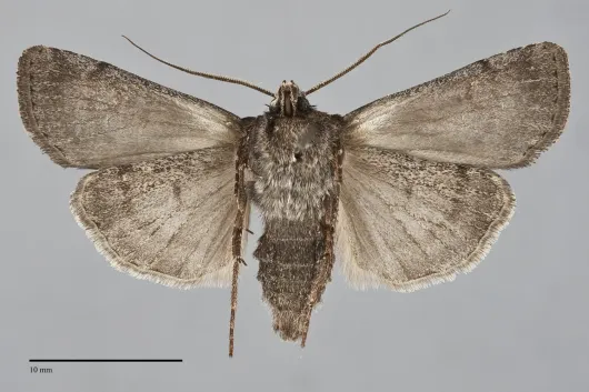 Euxoa divergens