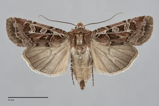 Euxoa divergens