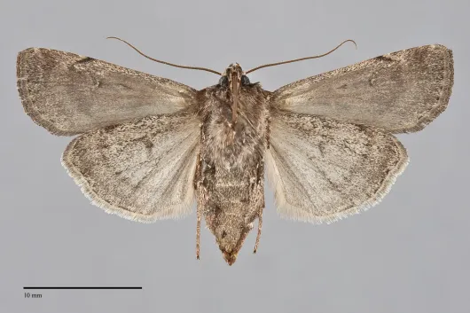 Euxoa divergens