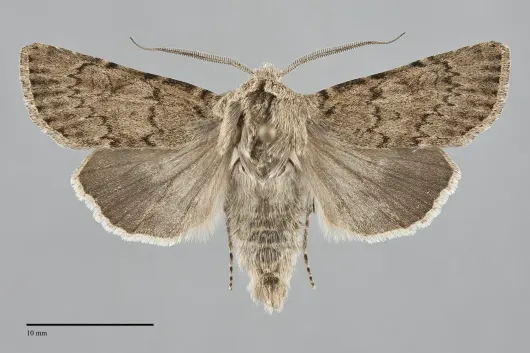 Euxoa edictalis