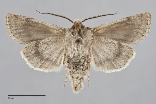 Euxoa edictalis