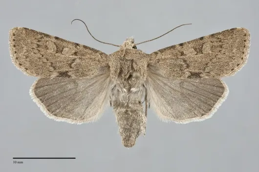 Euxoa edictalis