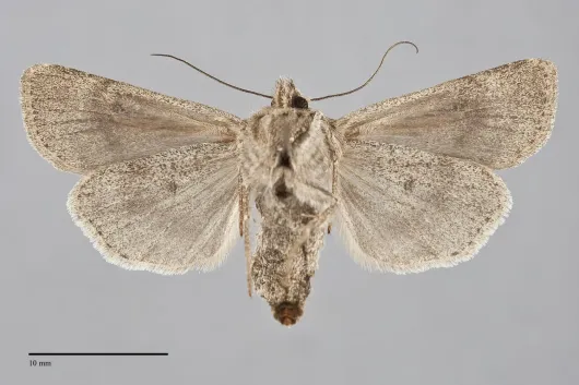 Euxoa edictalis