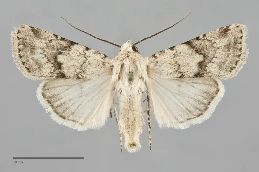 Euxoa emma