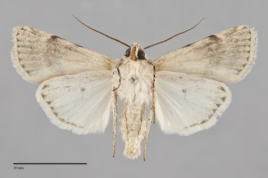 Euxoa emma