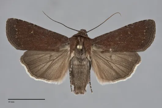 Euxoa excogita