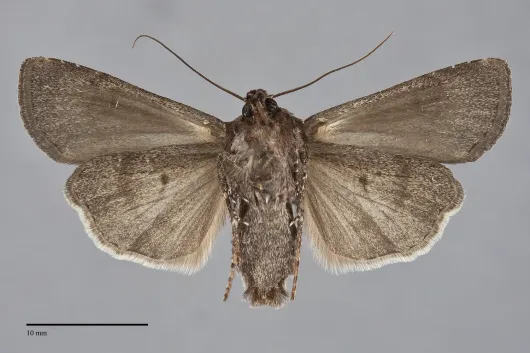 Euxoa excogita