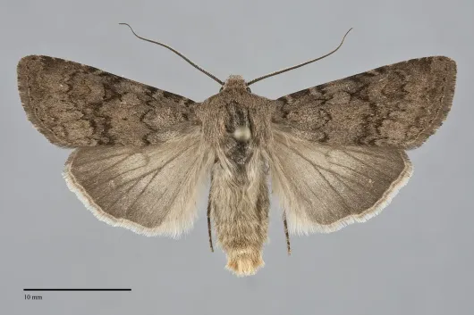 Euxoa extranea