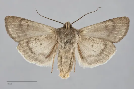 Euxoa extranea