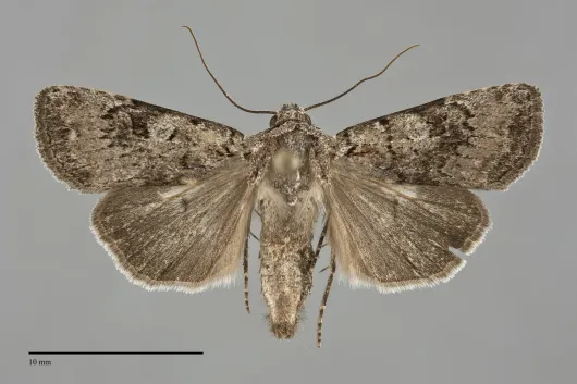 Euxoa faulkneri