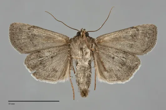Euxoa faulkneri